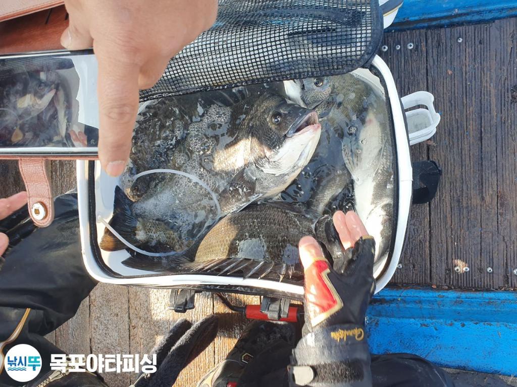 낚시뚜,감성돔,북항(목포),목포도다리낚시 야타피싱,낚시뚜8
