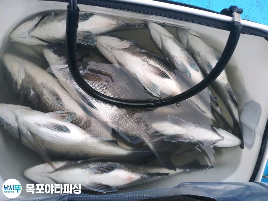 낚시뚜,감성돔,북항(목포),목포도다리낚시 야타피싱,낚시뚜1