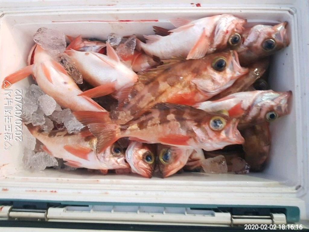 낚시뚜,열기,완도항,완도국제낚시,낚시뚜9