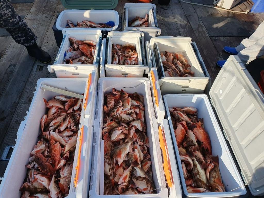 낚시뚜,열기,완도항,완도국제낚시,낚시뚜10