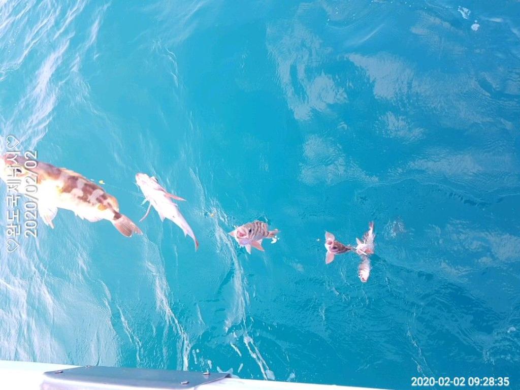 낚시뚜,열기,완도항,완도국제낚시,낚시뚜7