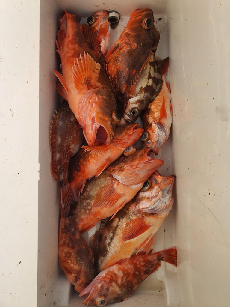 낚시뚜,,서망항,뻥쟁이호,낚시뚜4