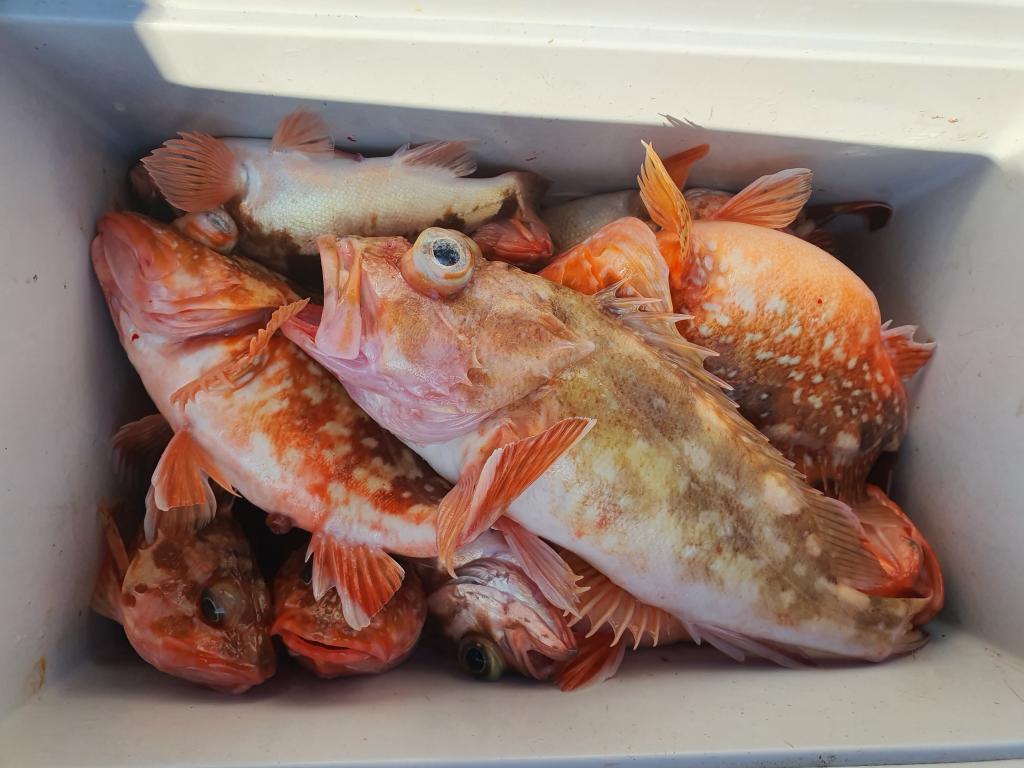 낚시뚜,,서망항,뻥쟁이호,낚시뚜6