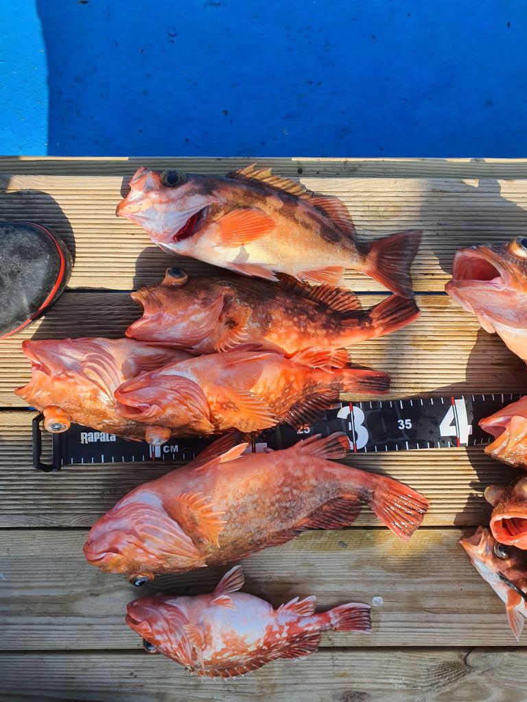 낚시뚜,,서망항,뻥쟁이호,낚시뚜9