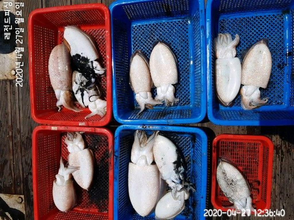 낚시뚜,갑오징어,대방항,레전드피싱,낚시뚜14