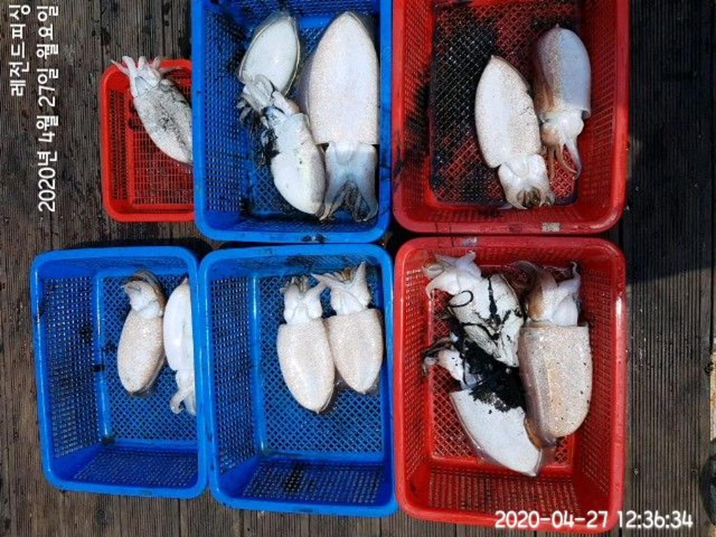 낚시뚜,갑오징어,대방항,레전드피싱,낚시뚜13