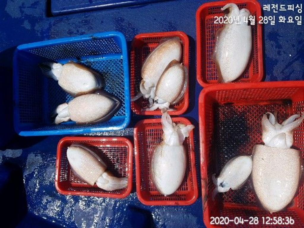 낚시뚜,갑오징어,대방항,레전드피싱,낚시뚜9