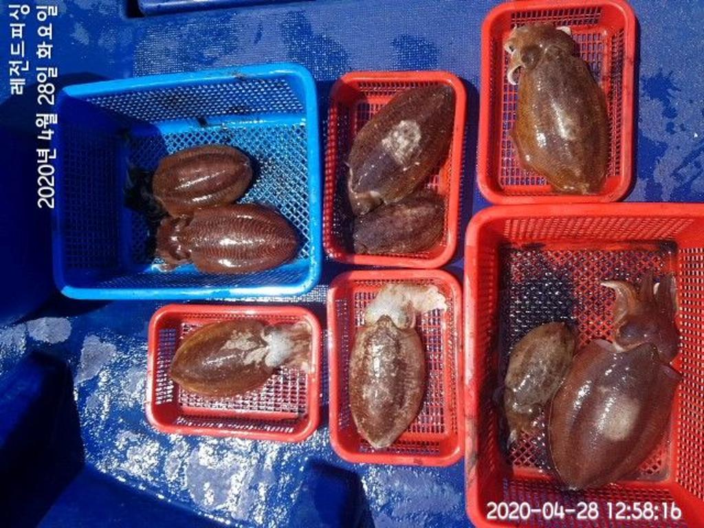 낚시뚜,갑오징어,대방항,레전드피싱,낚시뚜8