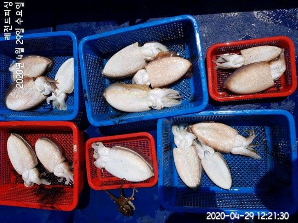 낚시뚜,갑오징어,대방항,레전드피싱,낚시뚜8