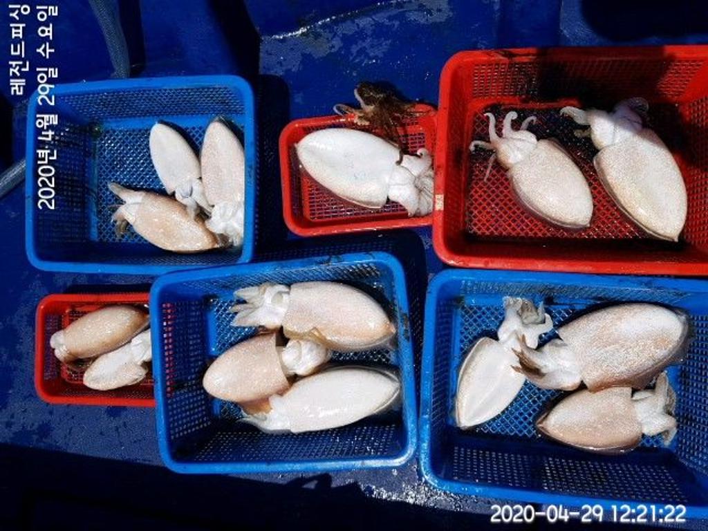 낚시뚜,갑오징어,대방항,레전드피싱,낚시뚜7
