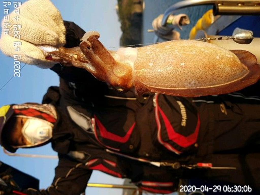 낚시뚜,갑오징어,대방항,레전드피싱,낚시뚜4