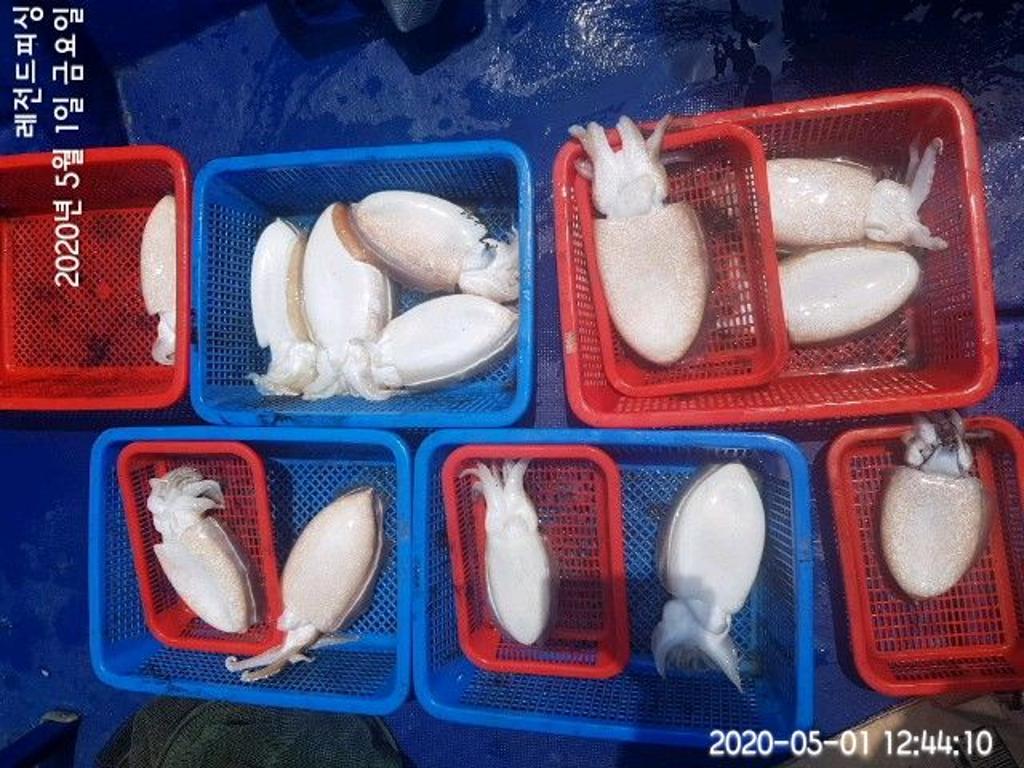낚시뚜,갑오징어,대방항,레전드피싱,낚시뚜4