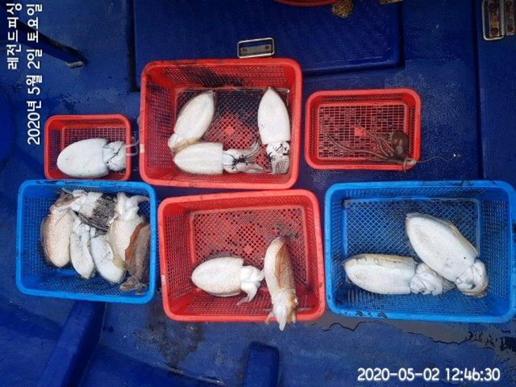 낚시뚜,갑오징어,대방항,레전드피싱,낚시뚜1