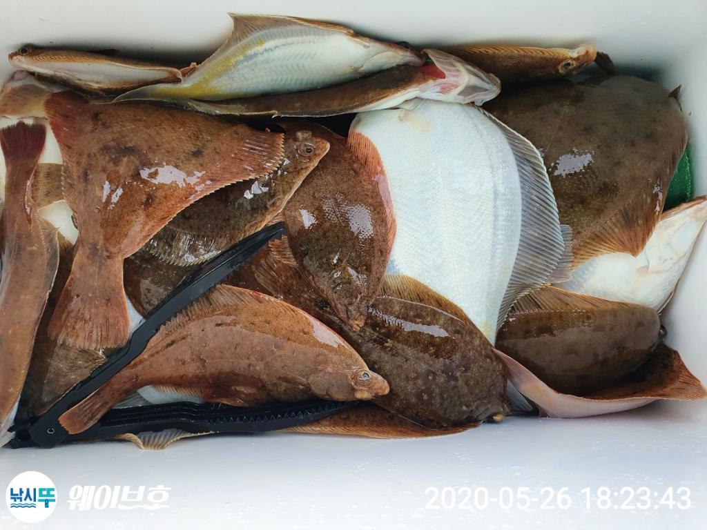 낚시뚜,도다리,가자미,구룡포항,구룡포 웨이브호,낚시뚜0