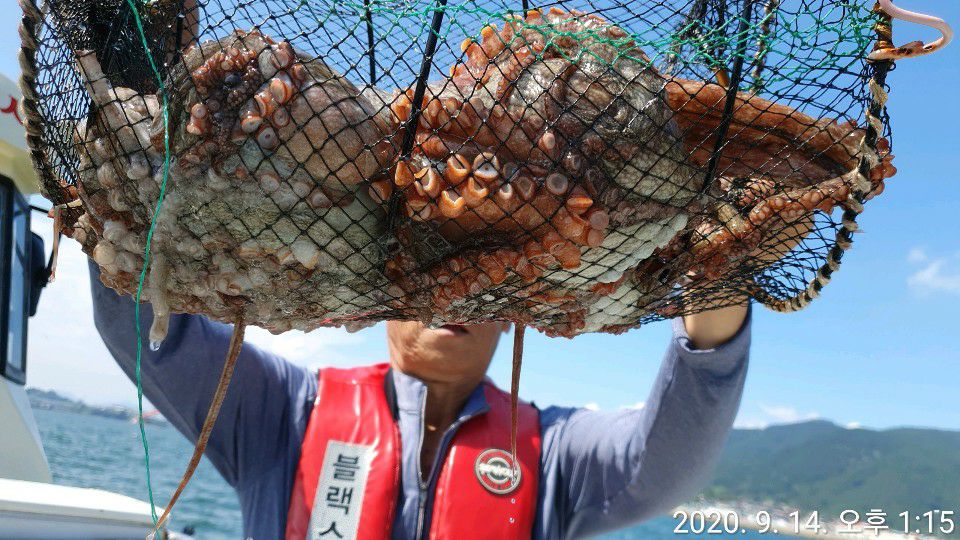 낚시뚜,돌문어,삼천포 팔포항,정판수 낚시마트,낚시뚜9