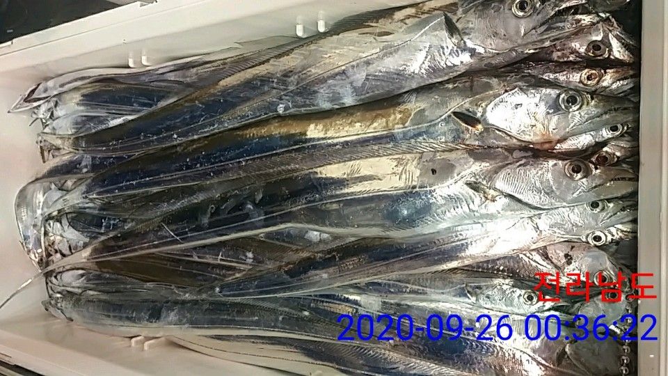 낚시뚜,갈치,국동항,여수 비너스호,낚시뚜32
