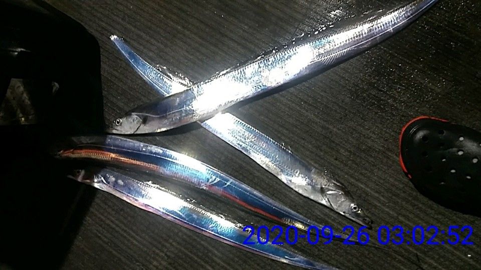 낚시뚜,갈치,국동항,여수 비너스호,낚시뚜34