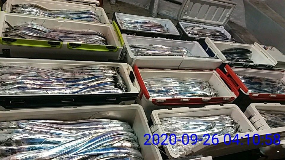 낚시뚜,갈치,국동항,여수 비너스호,낚시뚜12