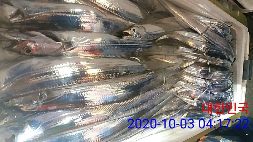 낚시뚜,갈치,국동항,여수 비너스호,낚시뚜14