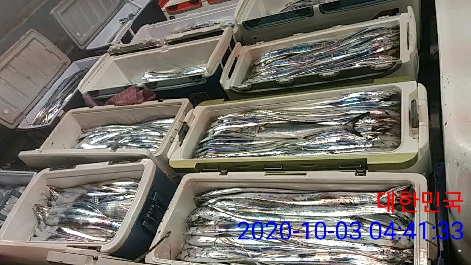 낚시뚜,갈치,국동항,여수 비너스호,낚시뚜10