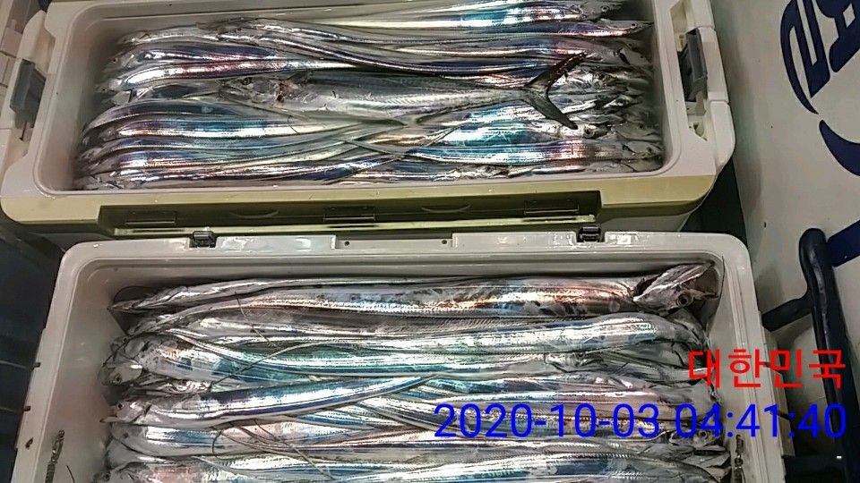낚시뚜,갈치,국동항,여수 비너스호,낚시뚜8