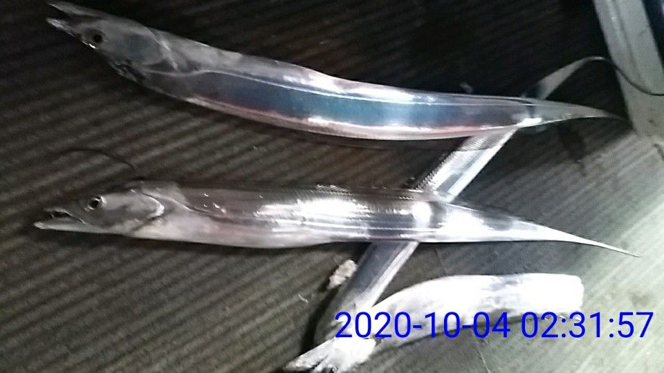 낚시뚜,갈치,국동항,여수 비너스호,낚시뚜28