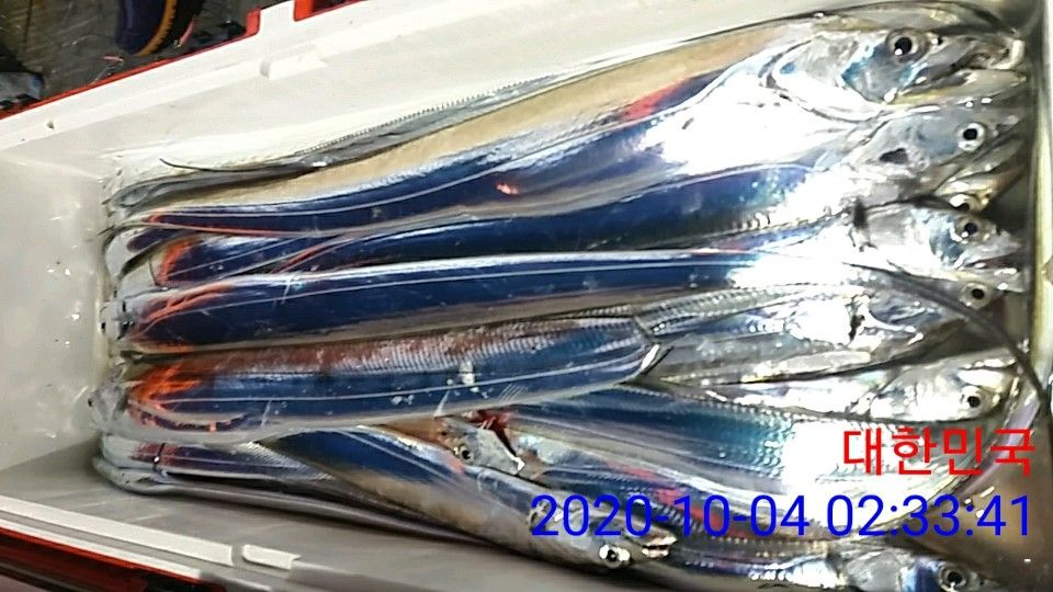 낚시뚜,갈치,국동항,여수 비너스호,낚시뚜23