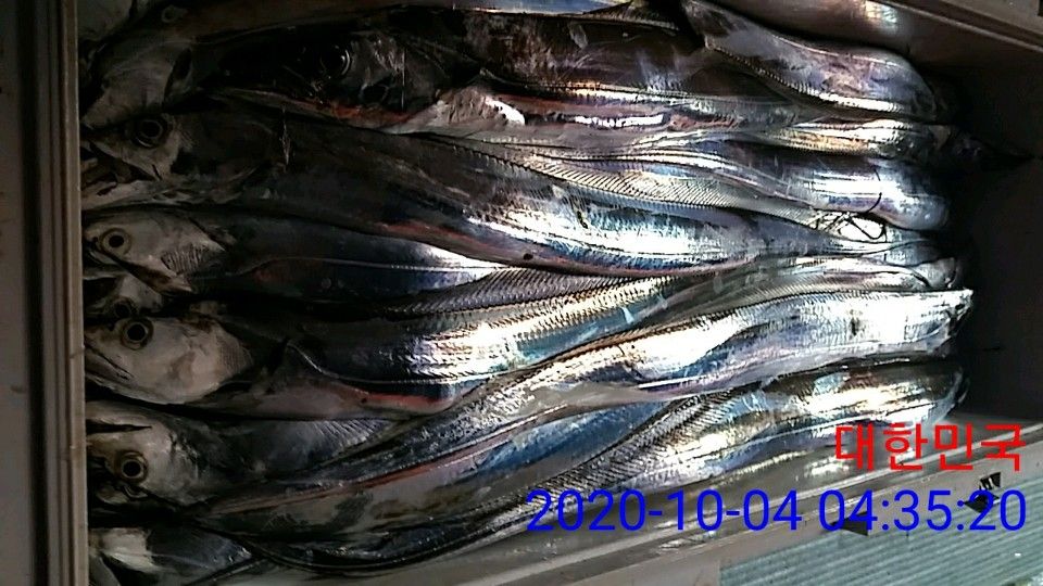 낚시뚜,갈치,국동항,여수 비너스호,낚시뚜25