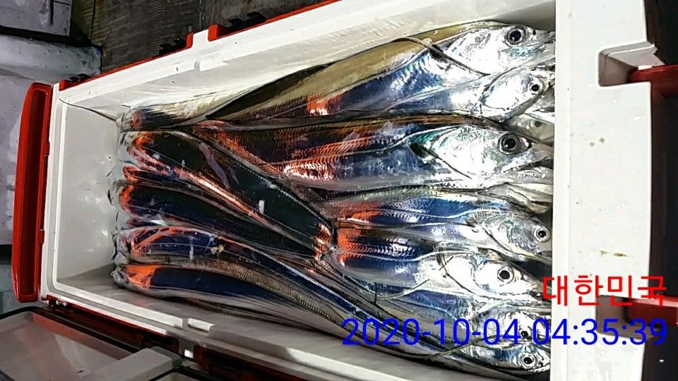 낚시뚜,갈치,국동항,여수 비너스호,낚시뚜24