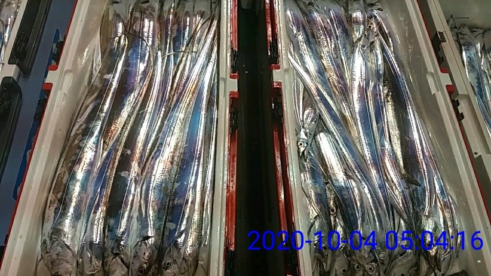 낚시뚜,갈치,국동항,여수 비너스호,낚시뚜10
