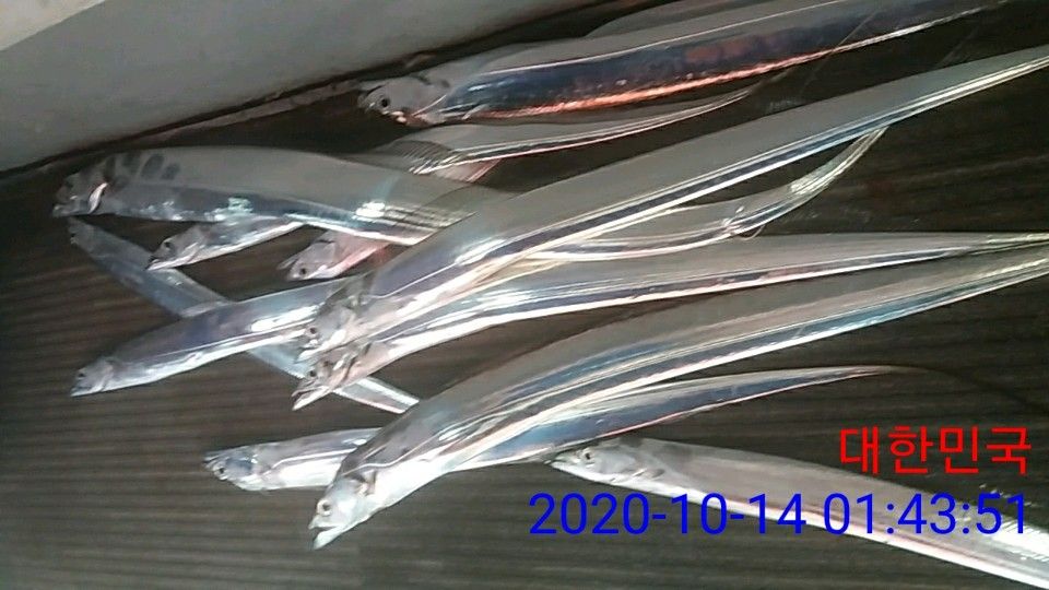 낚시뚜,갈치,국동항,여수 비너스호,낚시뚜24