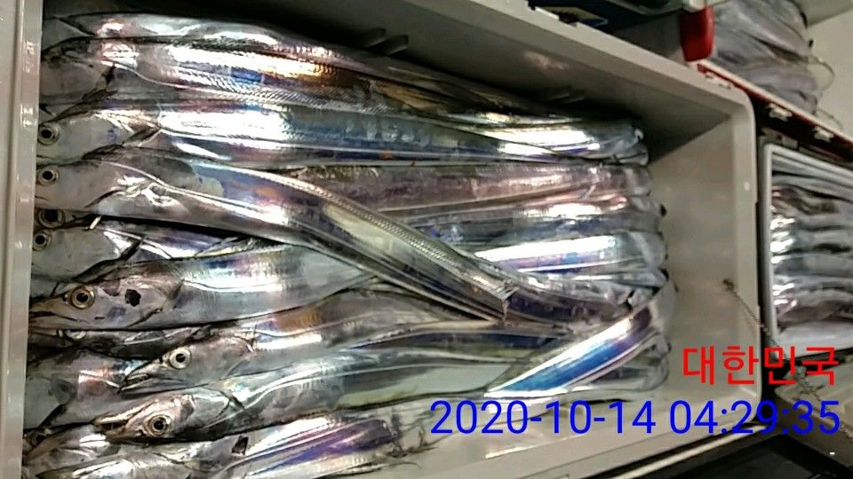 낚시뚜,갈치,국동항,여수 비너스호,낚시뚜14