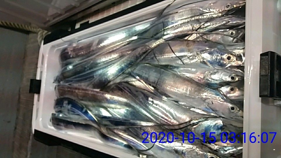낚시뚜,갈치,국동항,여수 비너스호,낚시뚜25
