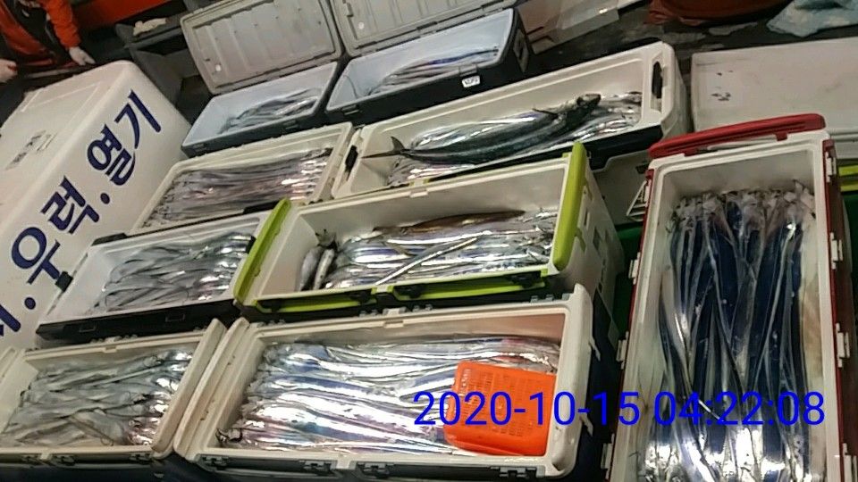 낚시뚜,갈치,국동항,여수 비너스호,낚시뚜11