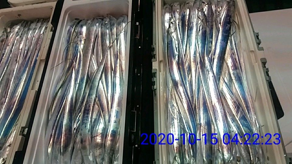 낚시뚜,갈치,국동항,여수 비너스호,낚시뚜12