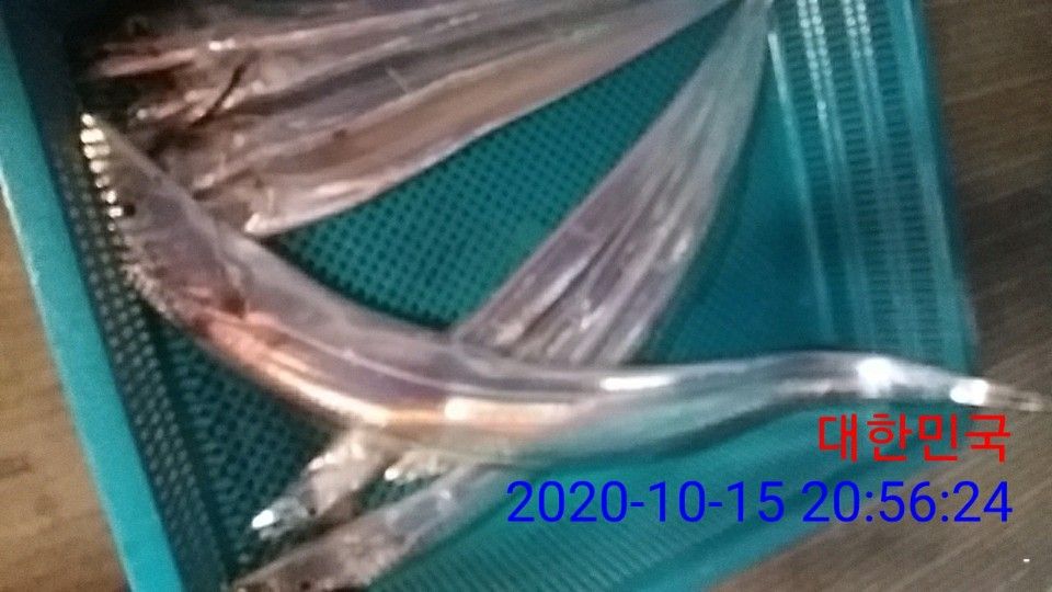 낚시뚜,갈치,국동항,여수 비너스호,낚시뚜38