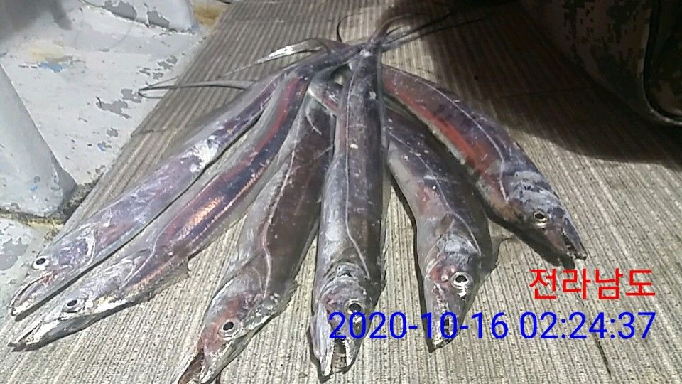 낚시뚜,갈치,국동항,여수 비너스호,낚시뚜32