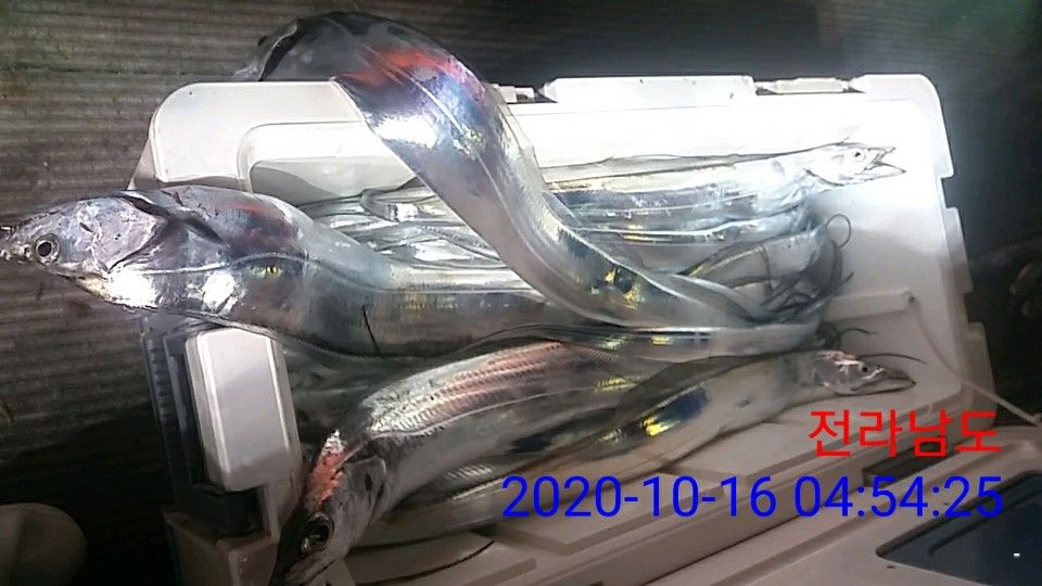 낚시뚜,갈치,국동항,여수 비너스호,낚시뚜26