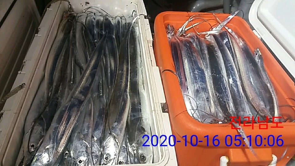 낚시뚜,갈치,국동항,여수 비너스호,낚시뚜14