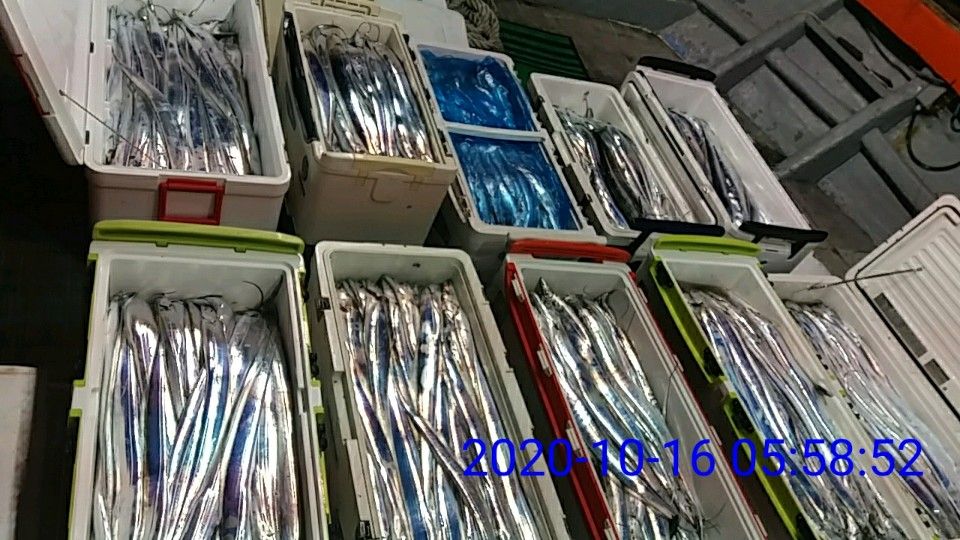 낚시뚜,갈치,국동항,여수 비너스호,낚시뚜15