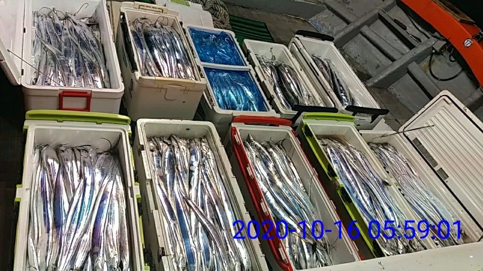 낚시뚜,갈치,국동항,여수 비너스호,낚시뚜6