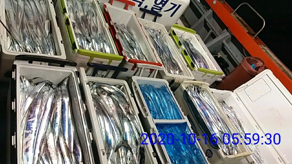 낚시뚜,갈치,국동항,여수 비너스호,낚시뚜3