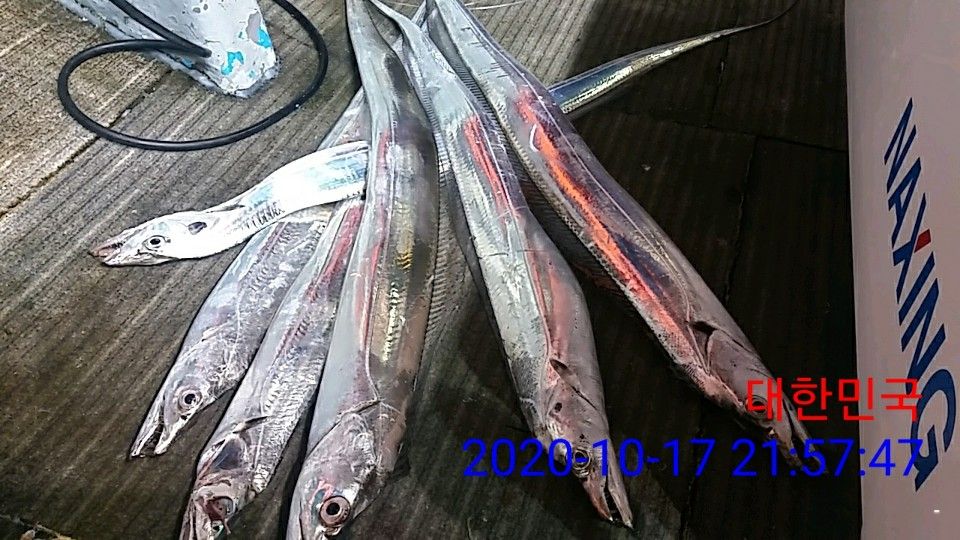 낚시뚜,갈치,국동항,여수 비너스호,낚시뚜22