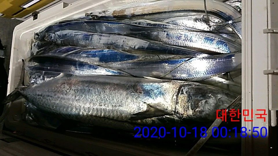 낚시뚜,갈치,국동항,여수 비너스호,낚시뚜21