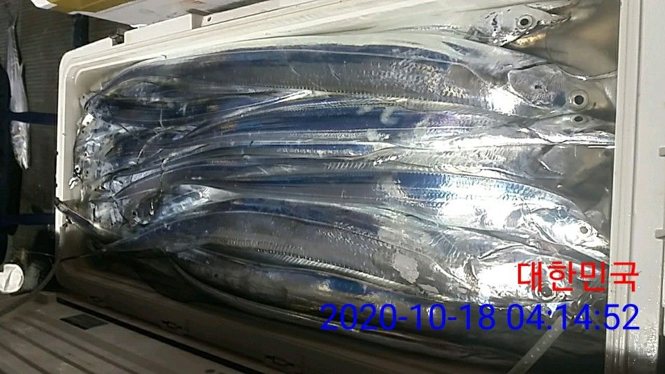 낚시뚜,갈치,국동항,여수 비너스호,낚시뚜18