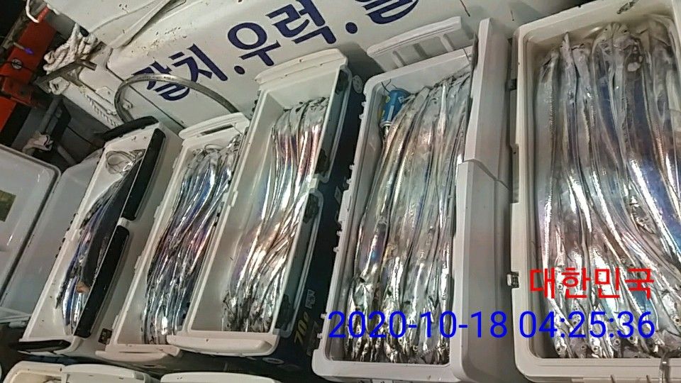 낚시뚜,갈치,국동항,여수 비너스호,낚시뚜6