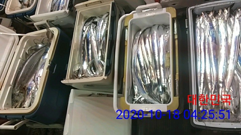 낚시뚜,갈치,국동항,여수 비너스호,낚시뚜4