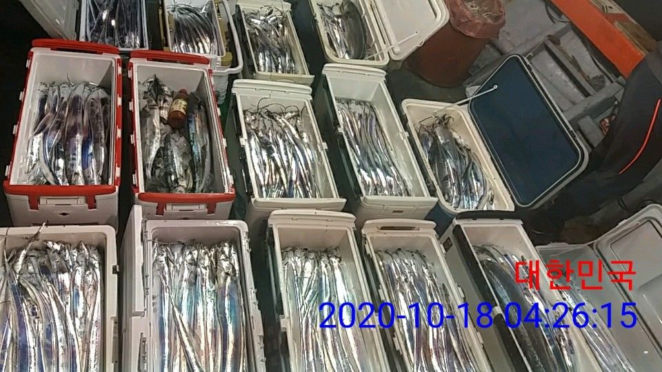 낚시뚜,갈치,국동항,여수 비너스호,낚시뚜5