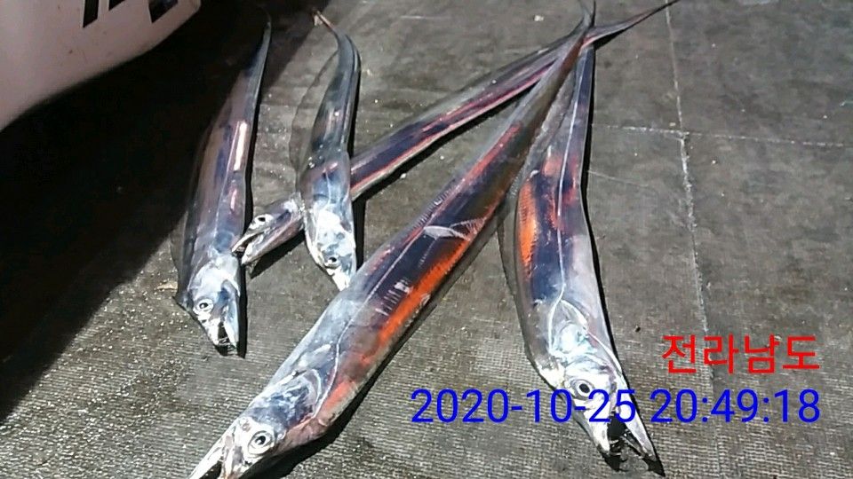 낚시뚜,갈치,국동항,여수 비너스호,낚시뚜26