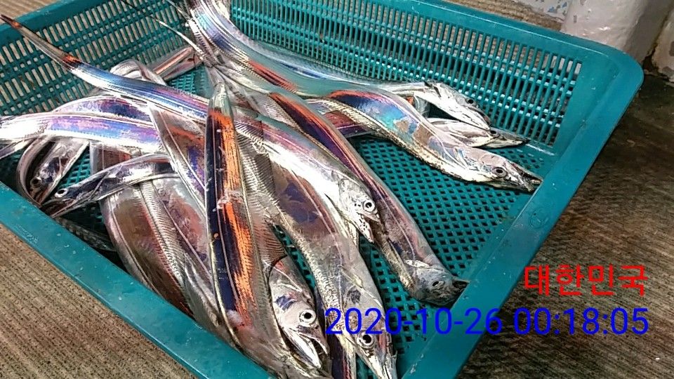 낚시뚜,갈치,국동항,여수 비너스호,낚시뚜25